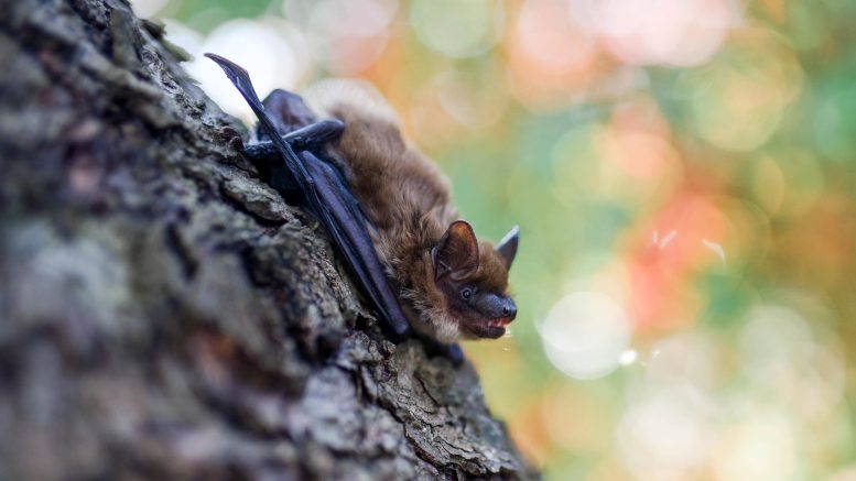 Brown Bat on Tree