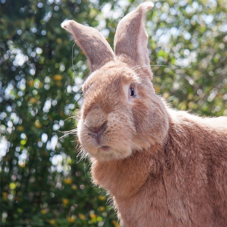 Rabbits the Size of Horses – Why Not?