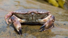 Brown Crab (Cancer pagurus)