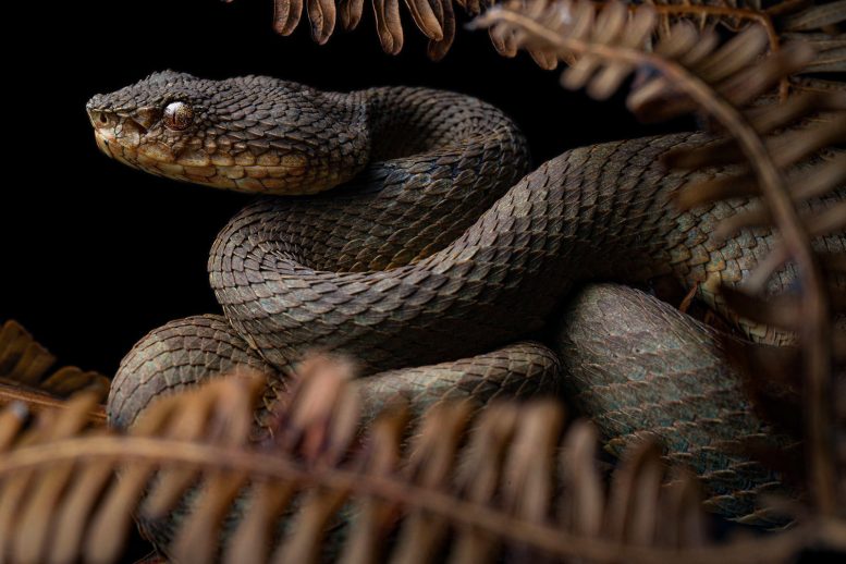 Brown Morph of Shah’s Eyelash Pitviper Snake