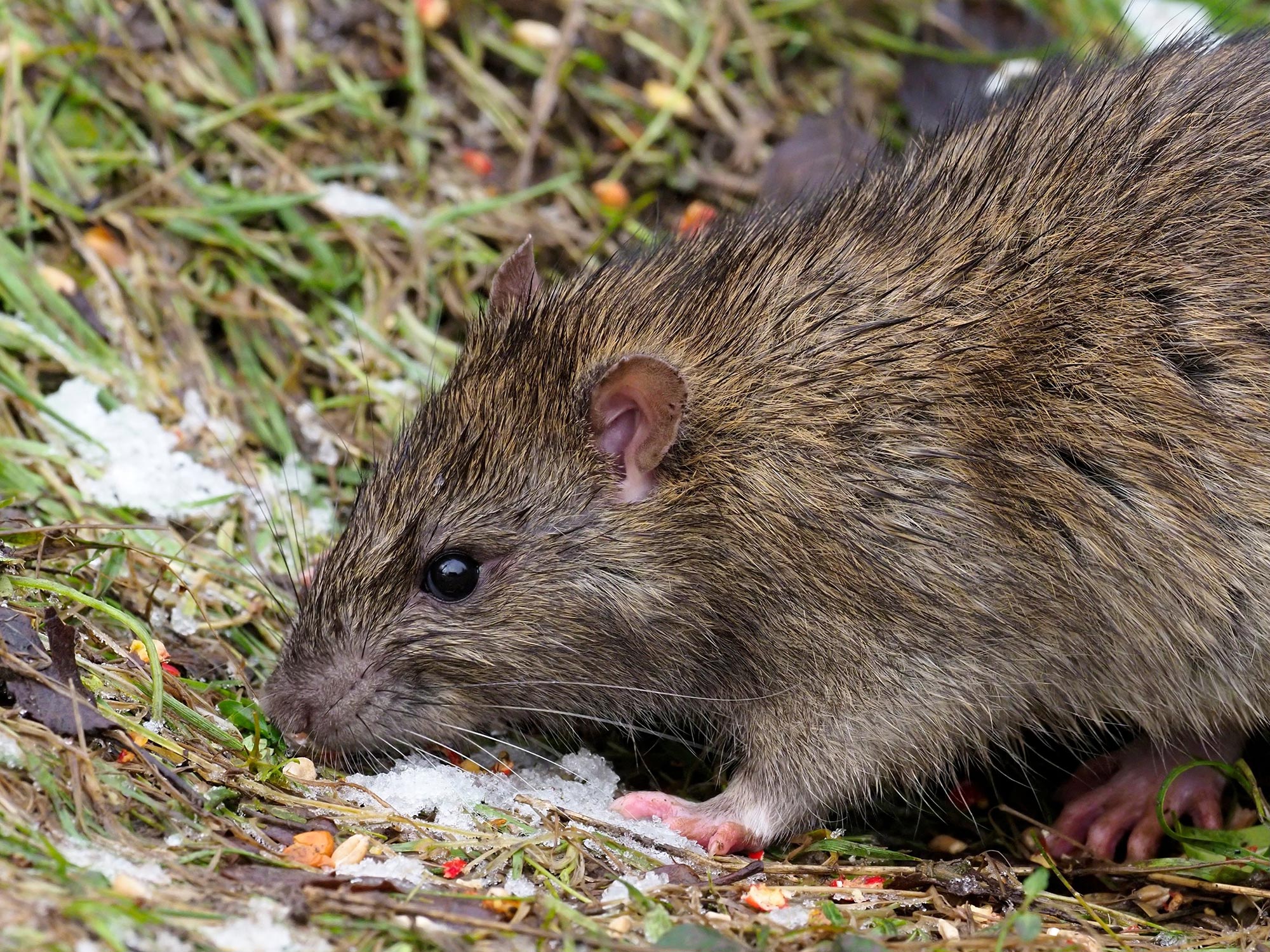 انسَ الماموث – يعمل هؤلاء العلماء على إحياء فأر جزيرة الكريسماس المنقرض من خلال تحرير الحمض النووي