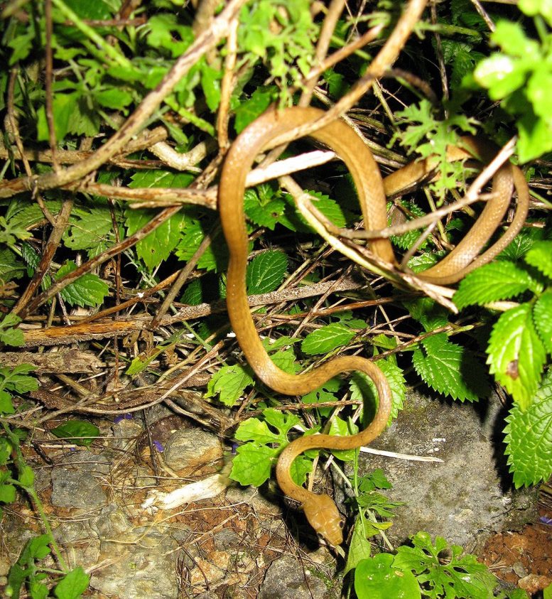 Brown Tree Snake on Forest Floor
