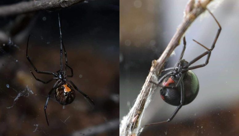Brown and Black Widow Spiders