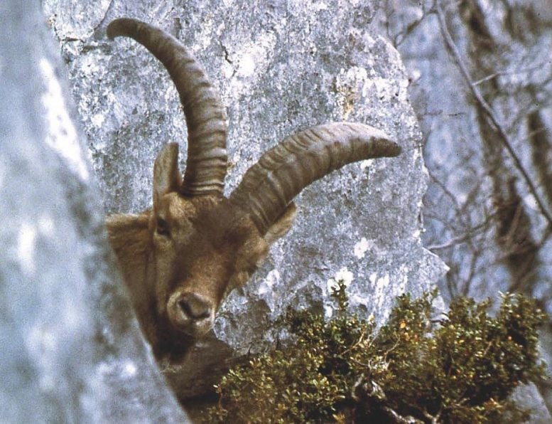 Bucardo Pyrenean Ibex