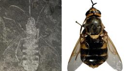 Buccinatormyia gangnami Fossil with Stratiomys fly