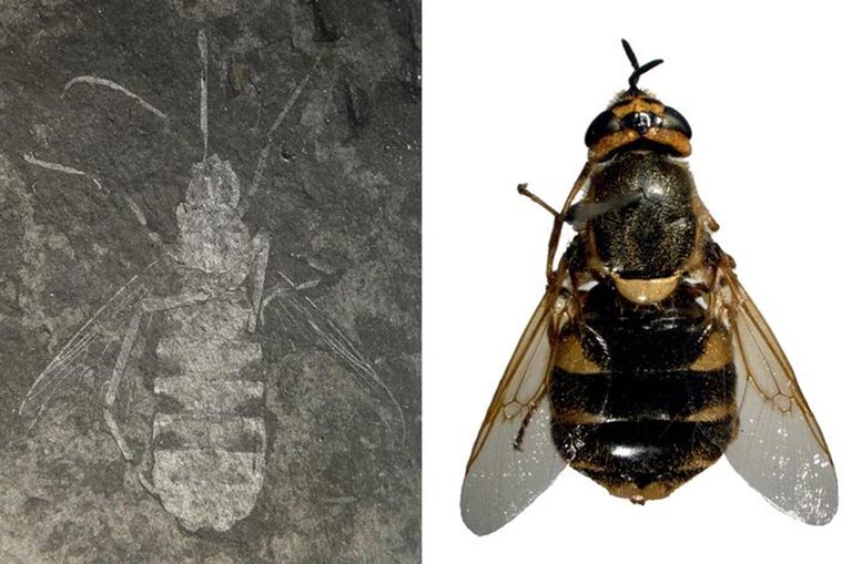 Buccinatormyia gangnami Fossil with Stratiomys fly