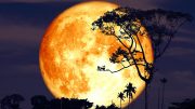 Buck Moon Tree Silhouette