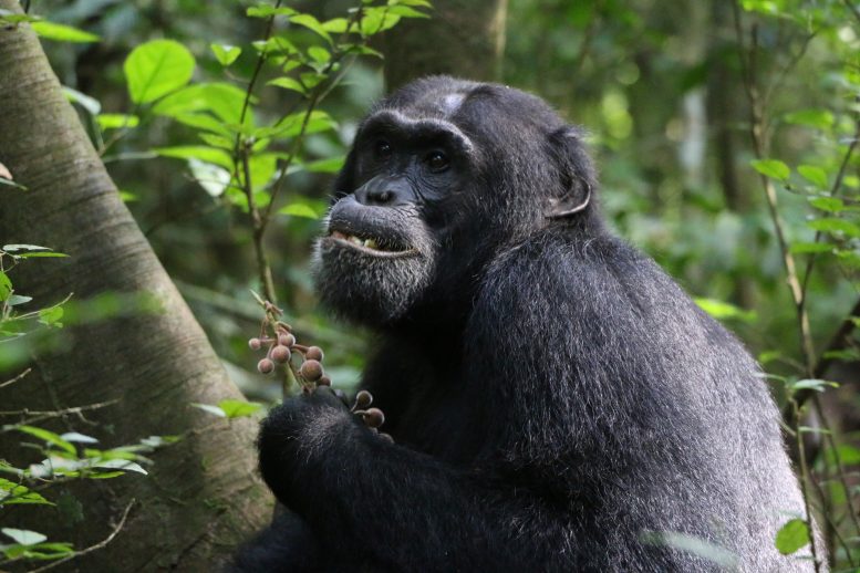 Budongo Chimpanzee