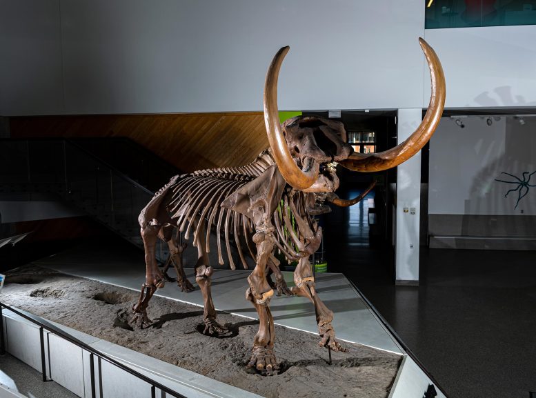 Buesching Mastodon Mounted Skeleton