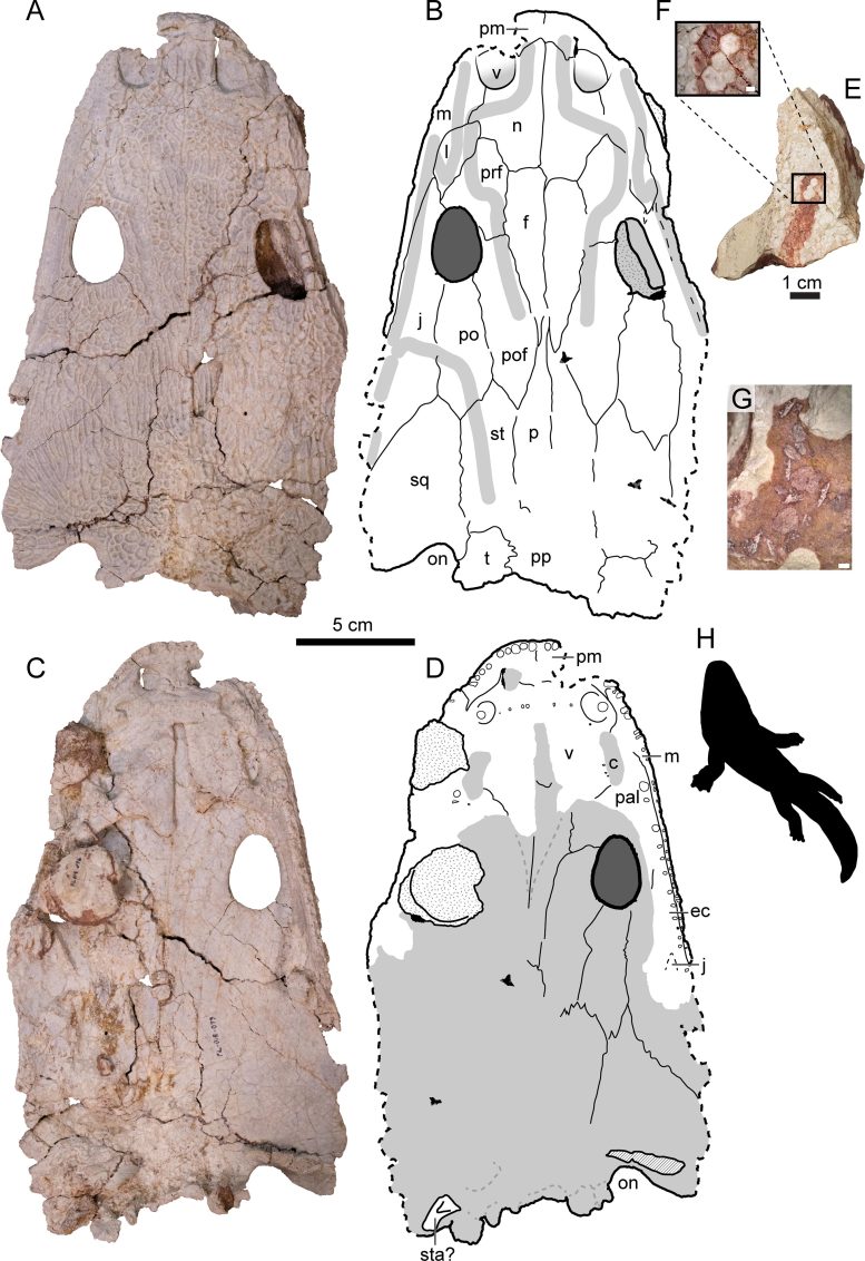 Buettnererpeton bakeri