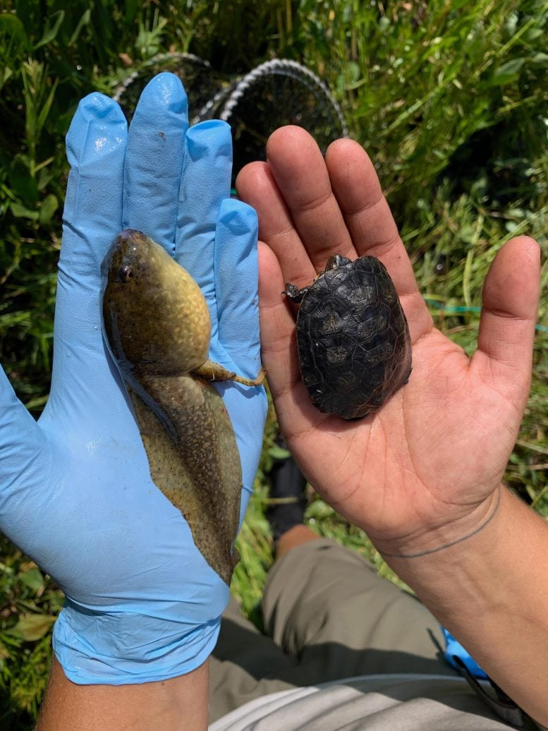 Bullfrog Tadpole Next to Turtle Hatchling