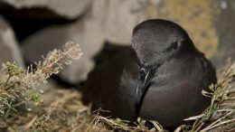 Bulwer's Petrel in Nest