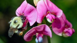 Bumble Bee Bombus Impatiens