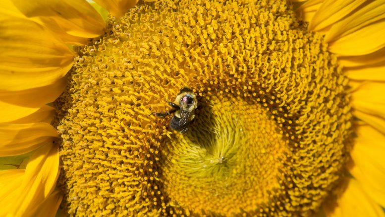 Bumble Bee Disease Flowering Strip Plants