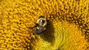 Bumble Bee Disease Flowering Strip Plants