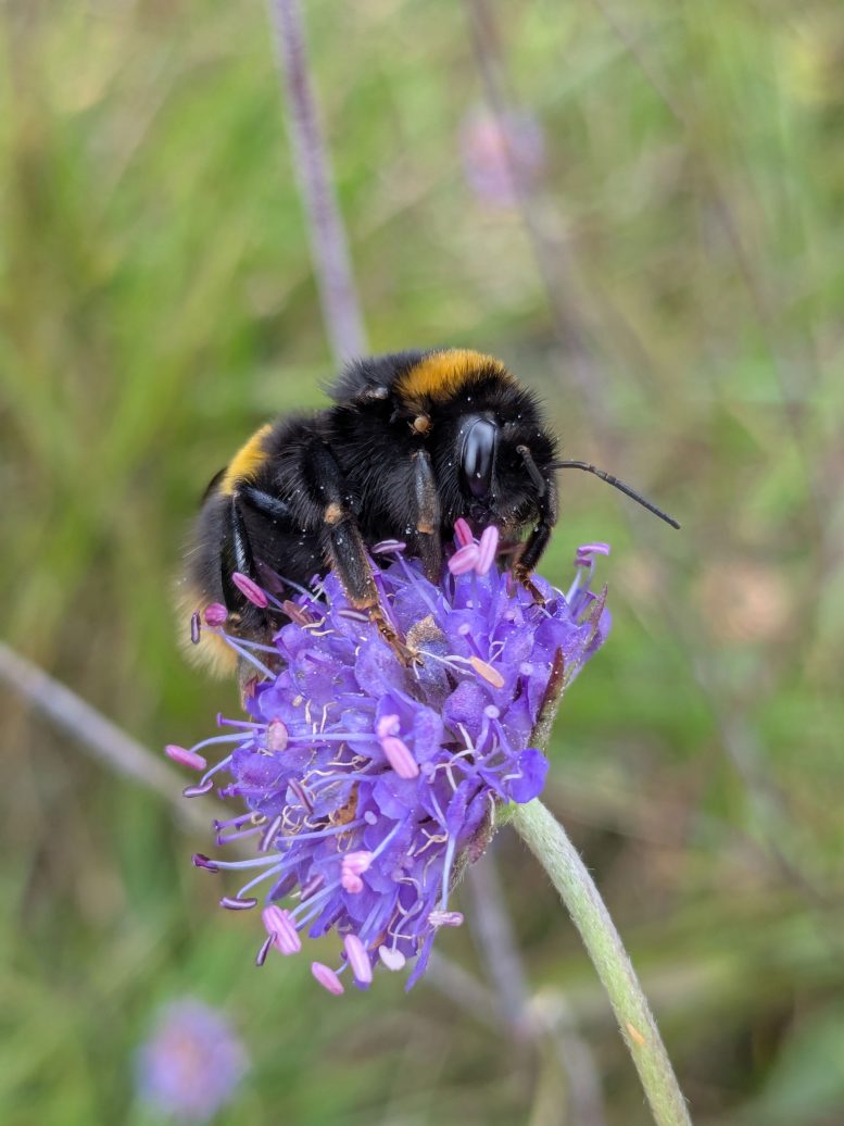 Bumble Bee Feeding on Purple Flower
