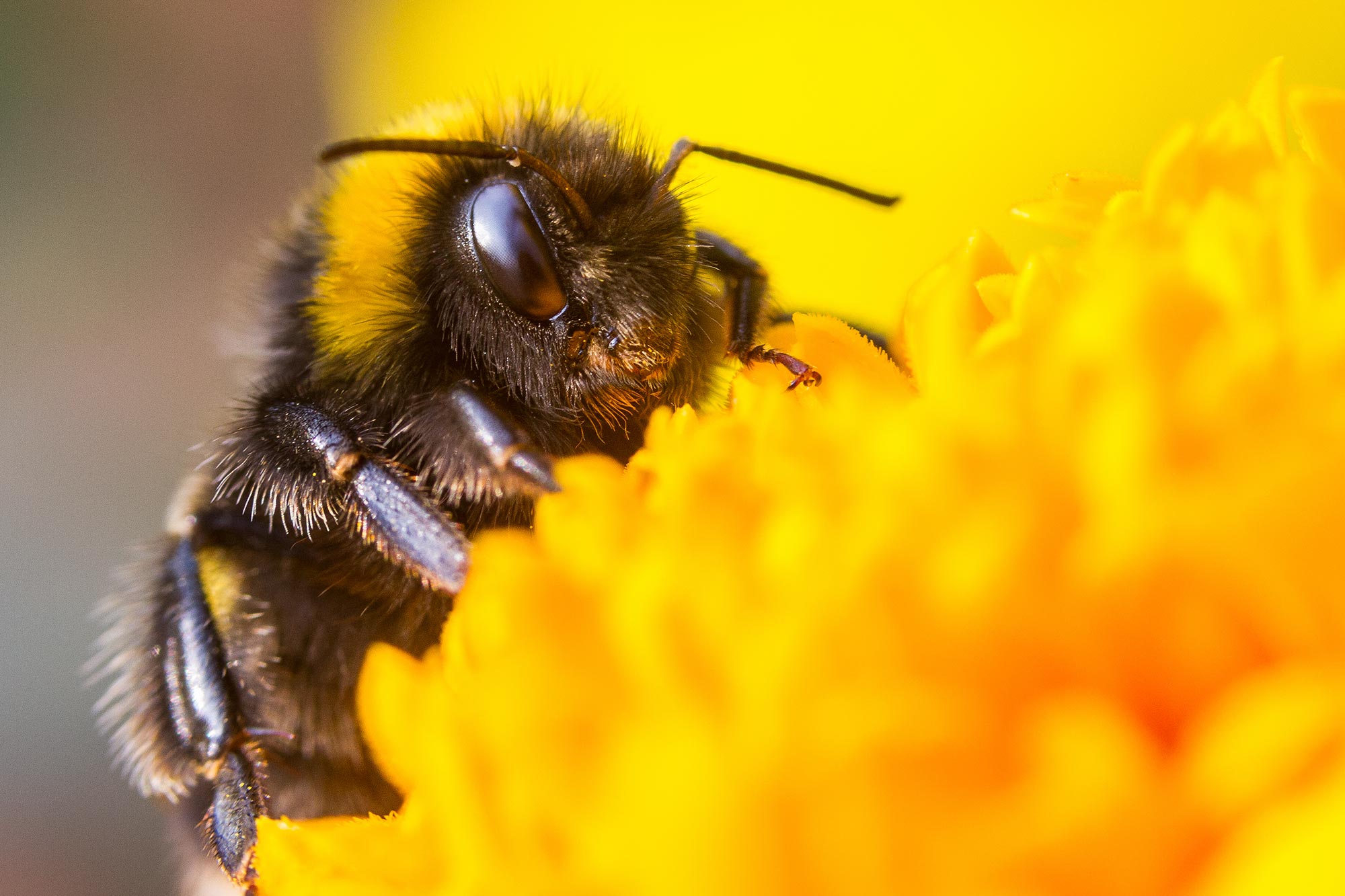 Bumble Bees as Pollinators, College of Agriculture, Forestry and Life  Sciences