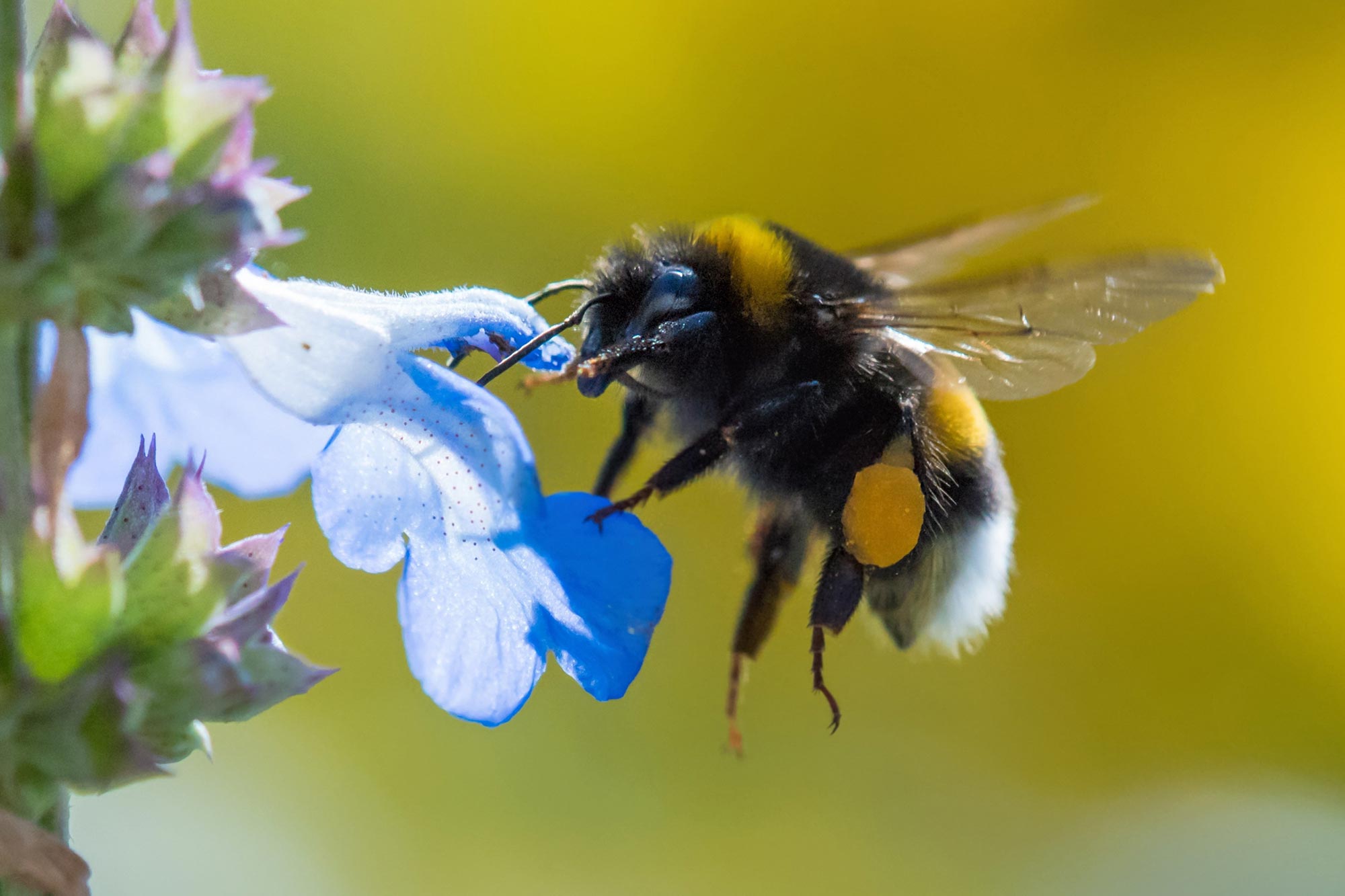 A bumblebee flies a flower close