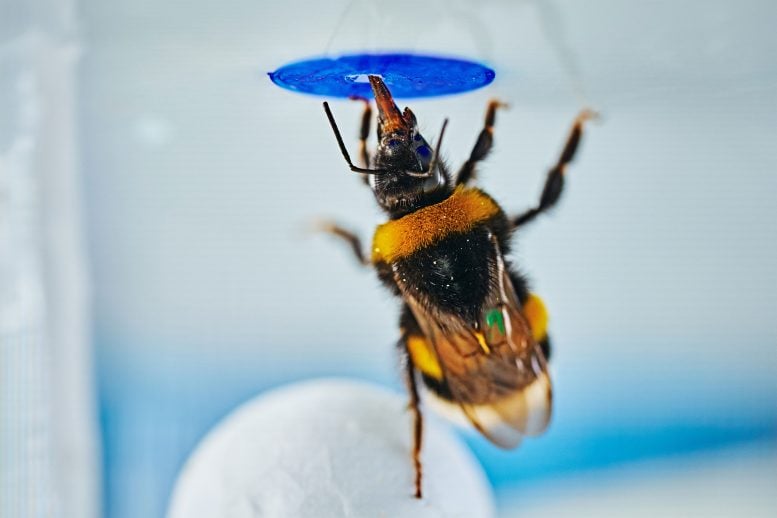 Bumble Bee Standing on a Ball