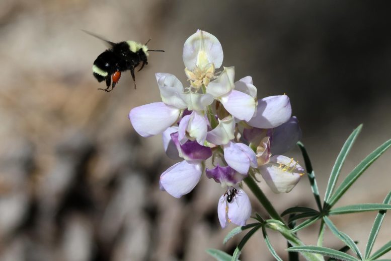 Bumblebee and Ant on Same Flower