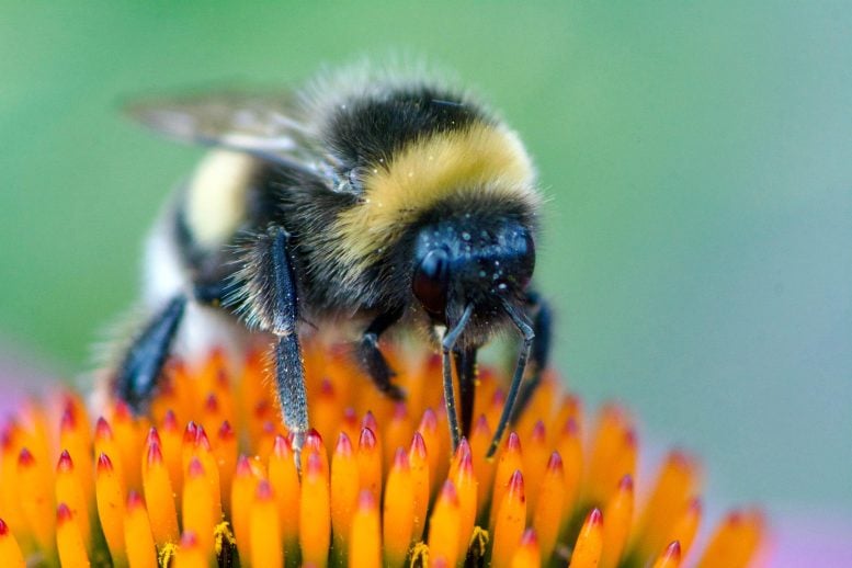 Bumblebee (Bombus terrestris) Crawling Over Flowerhead
