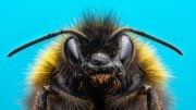 Bumblebee Face Macro Close Up