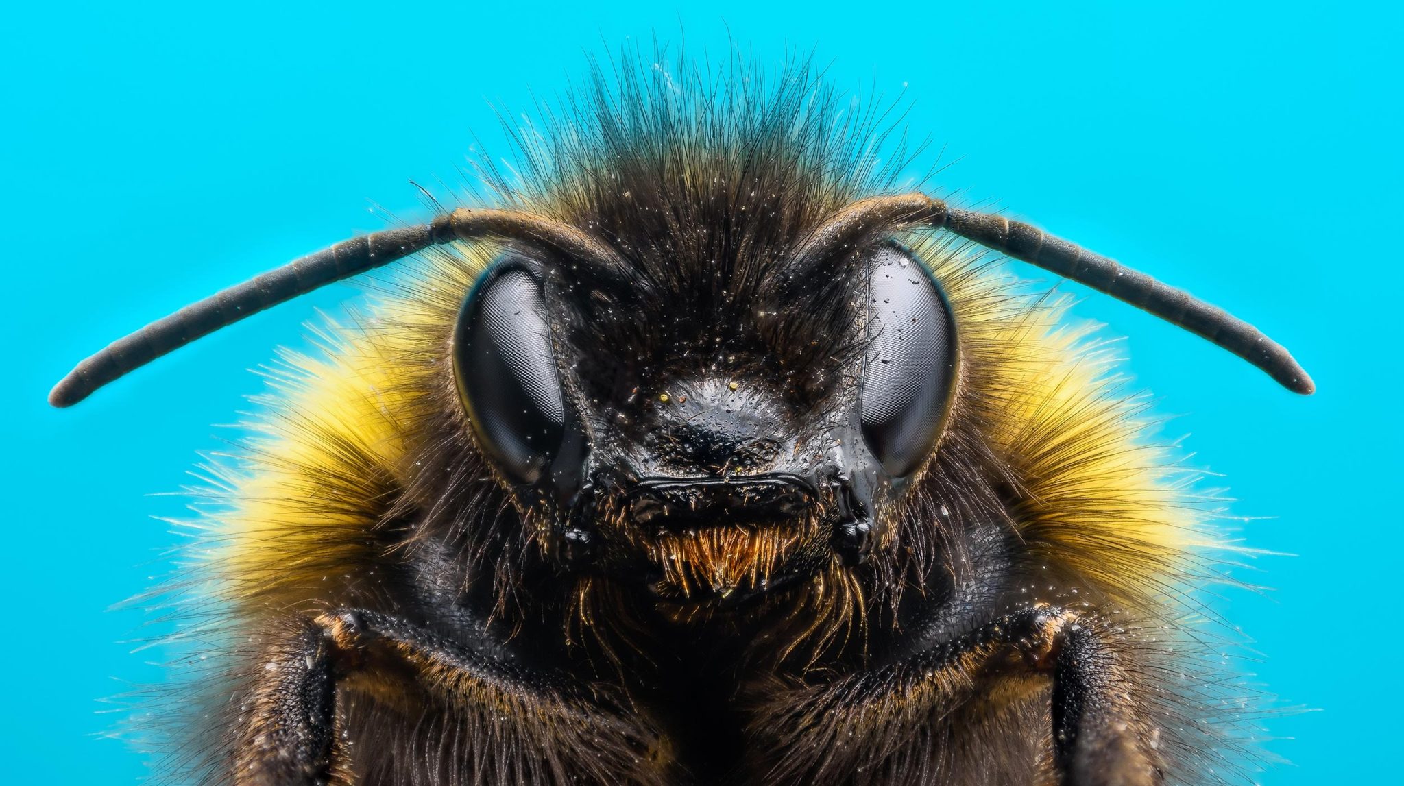 Bumblebee Face Macro Close Up
