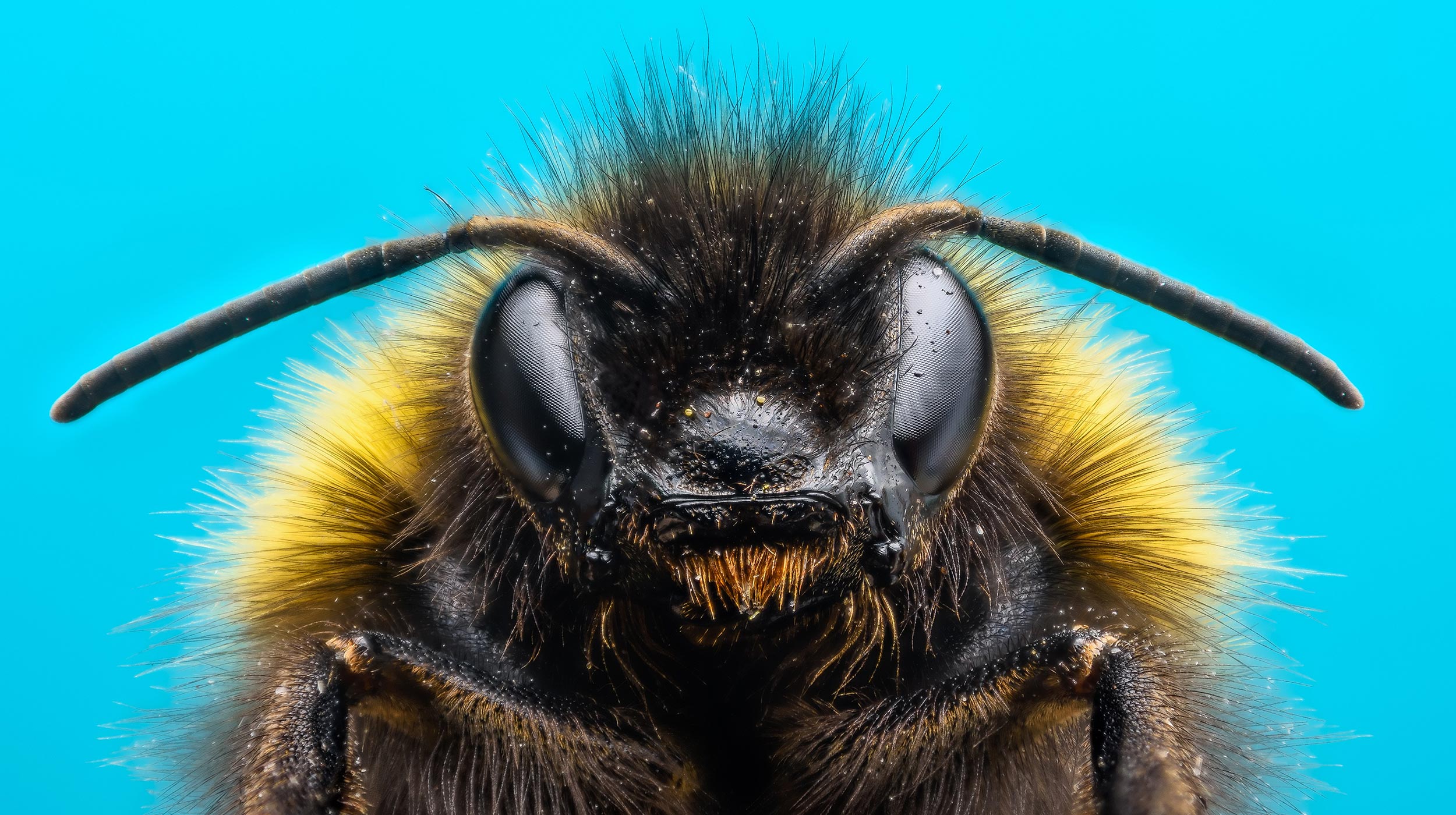 Bombus arıları diğer arıları izleyerek bulmaca çözmeyi öğrenirler.