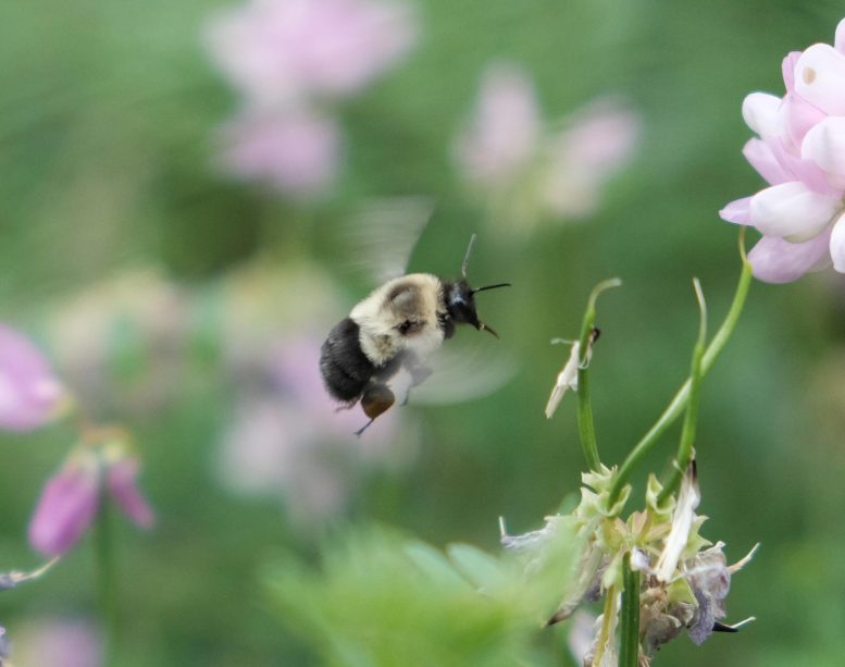 Bumblebee Flying