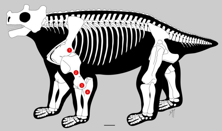 Bunostegos Akokanensis Earliest Known Creature to Walk on All Four Limbs