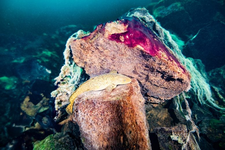 Burbot Fish Resting on Rocks