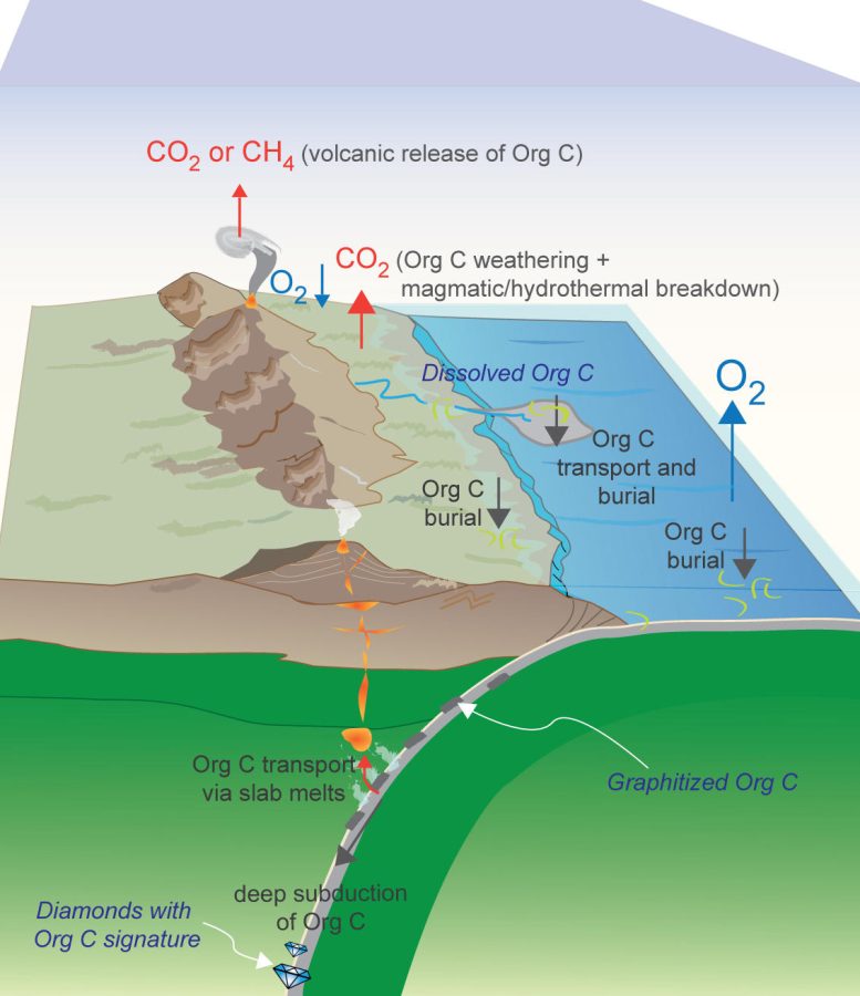 Burial and Deep Subduction of Organic Carbon