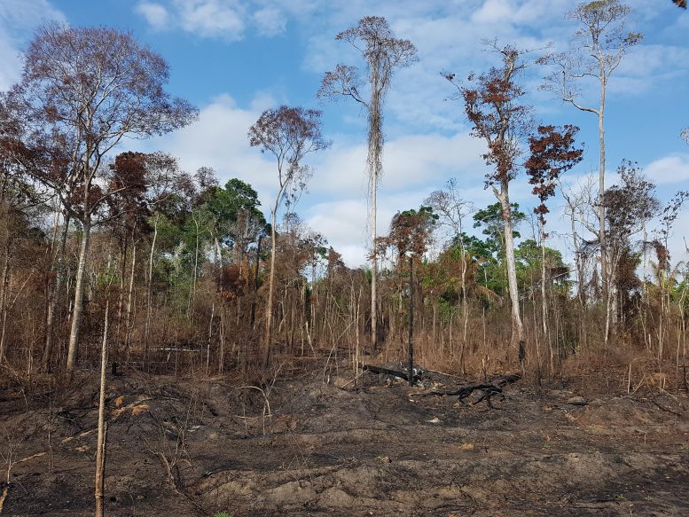 Burned Amazonian Forest