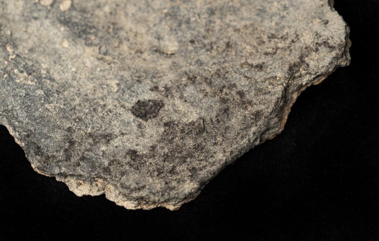 Burned Food Residue on Pottery Fragment