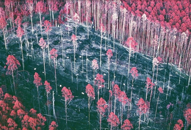 Scientists Revisited a Forest Experiment That Was Forgotten for 30 Years. What They Found Was Astounding