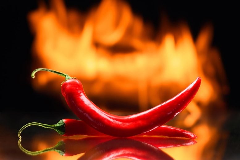 Burning Hot Red Chili Pepper