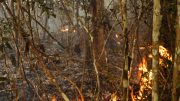 Burning Trees Amazon