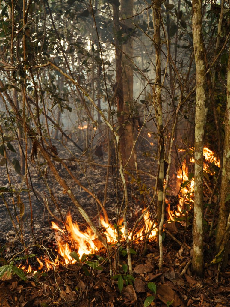 Burning Trees Amazon