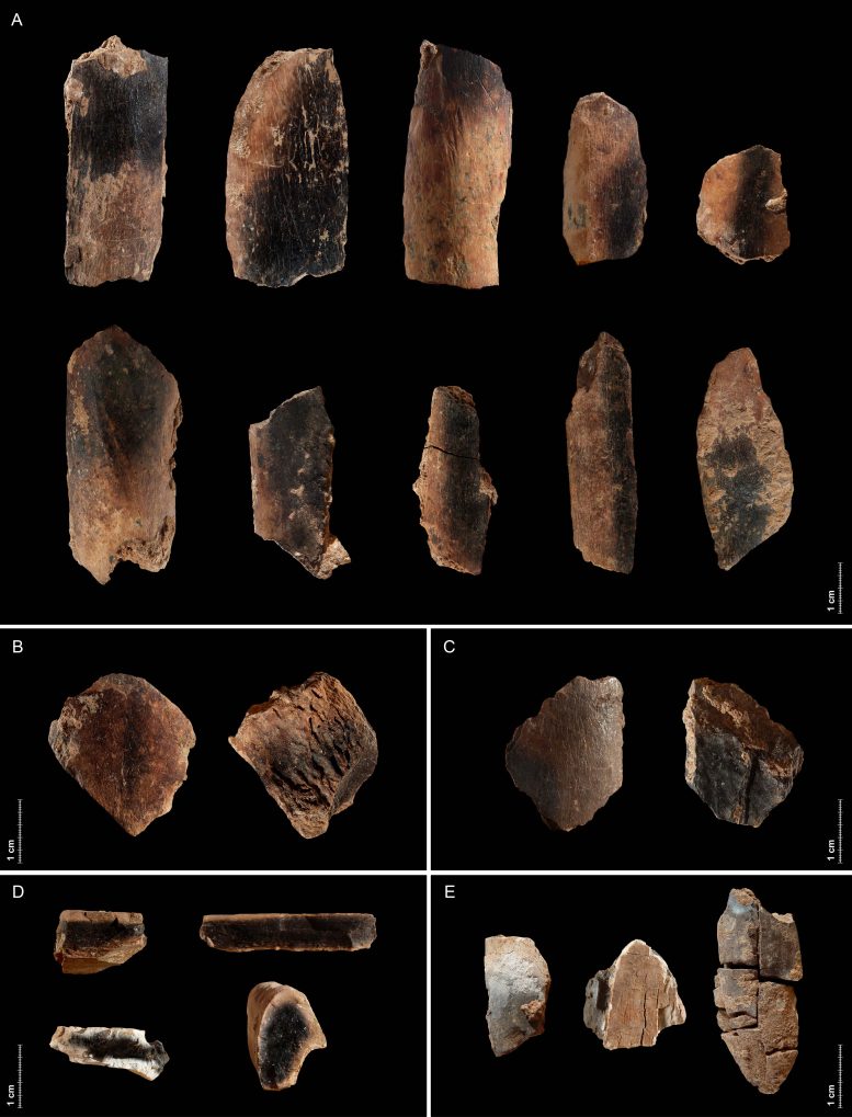 Burnt Fallow Deer Bones From Qesem Cave