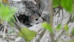 Burrowing Beach Mice Crop