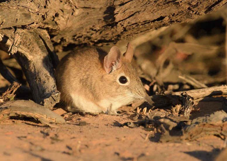 Bushveld Sengi (Elephantulus intufi)