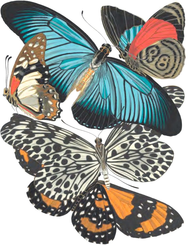 Butterflies Illustration