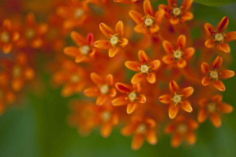 Butterfly Weed Asclepias tuberosa