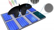 Butterfly Wing Inspires Photovoltaics Enhance Light Absorption Can by Up to 200 Percent