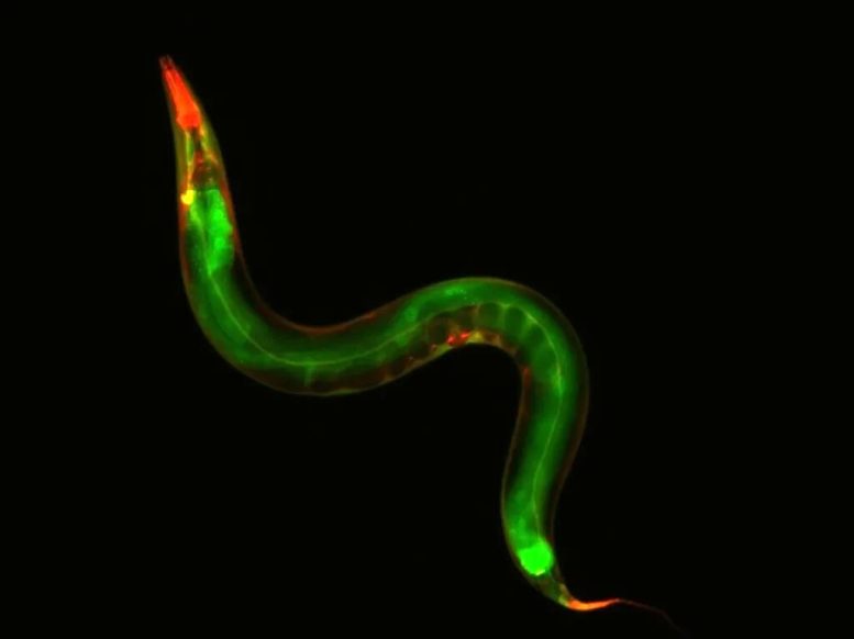 C elegans Nematode Worm