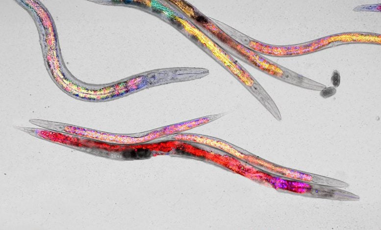 C. elegans Dieta equilibrata