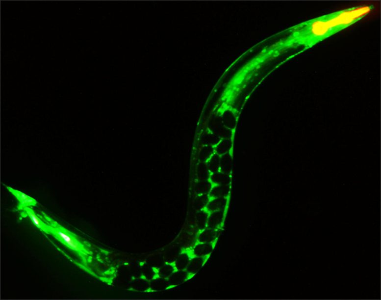 C. elegans Young Adult Worm