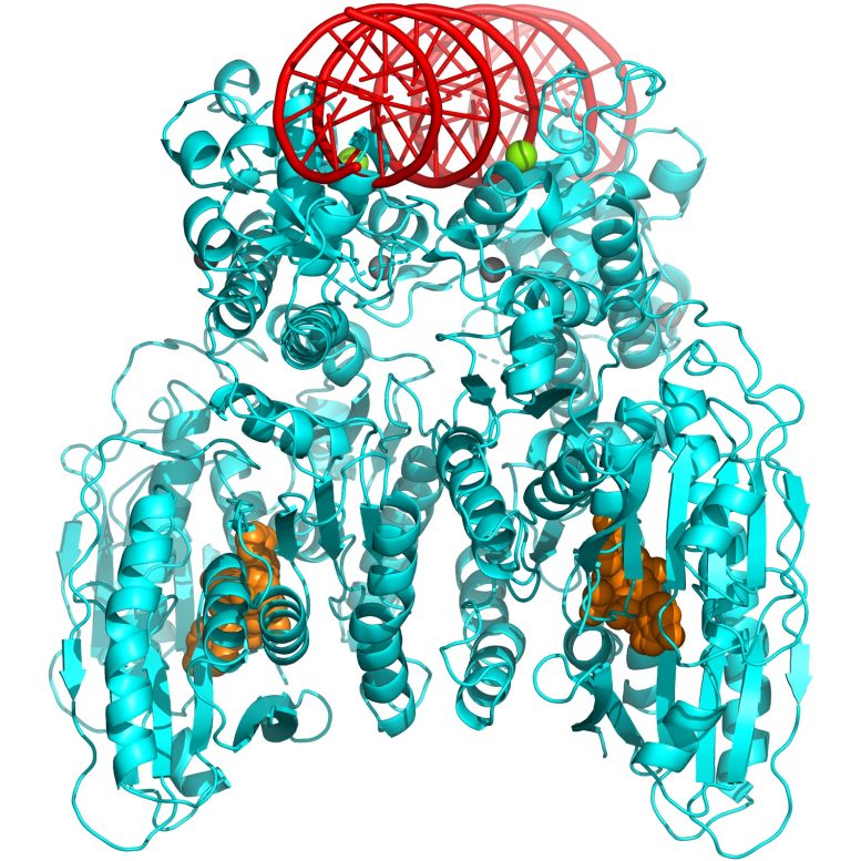 CBASS 3D Structure