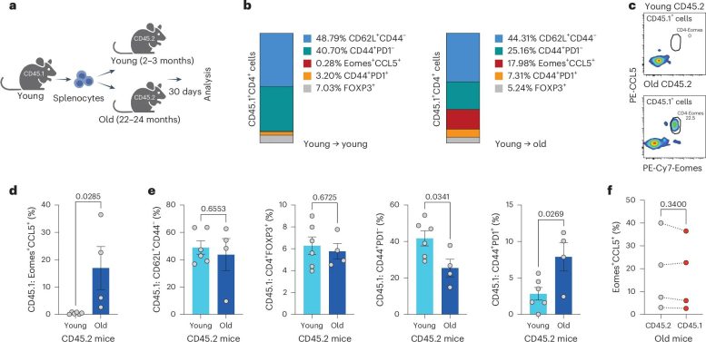 CD4 T Cells Infographic Aging