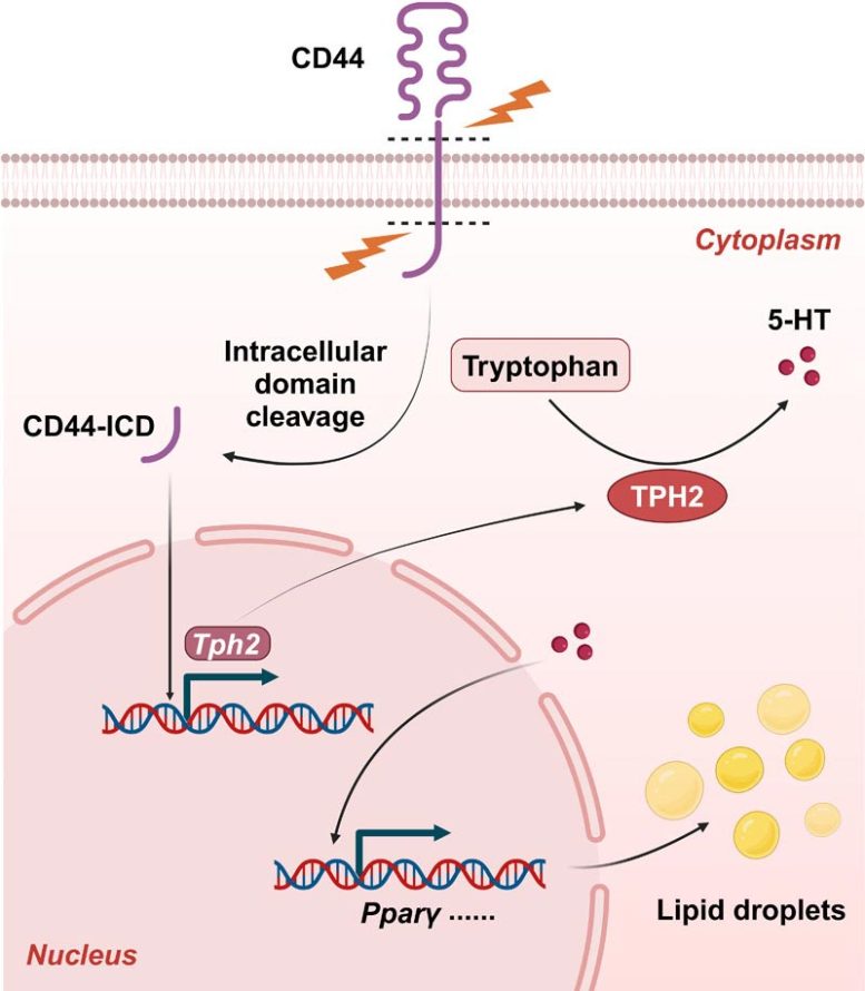 CD44 Protein Deficiency Diet Infographic